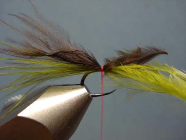 Little Pine Damsel