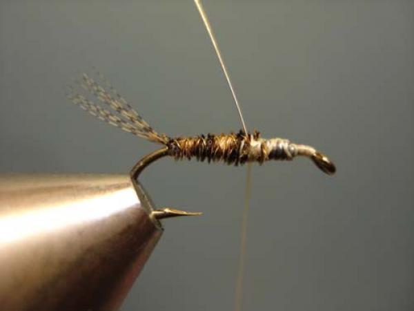 LW's Light Quill Sulphur