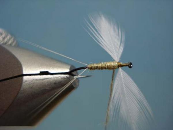 Hen Wing Sulphur Spinner
