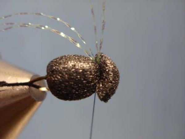 Foam Beetle