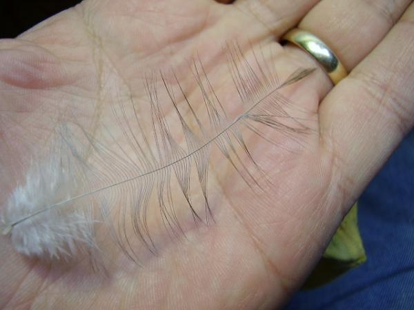 Blue-Winged Olive Catskill
