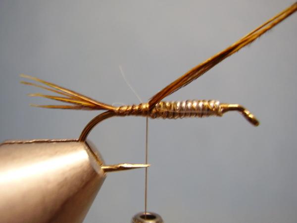 Olive Gold-Ribbed Hares Ear