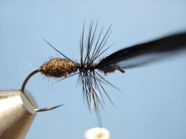Black Fur Ant