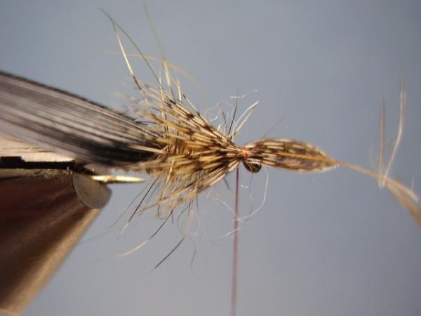 LW's Dark Quill Sulphur