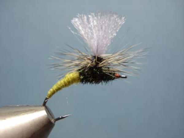 Olive Klinkhamer Special