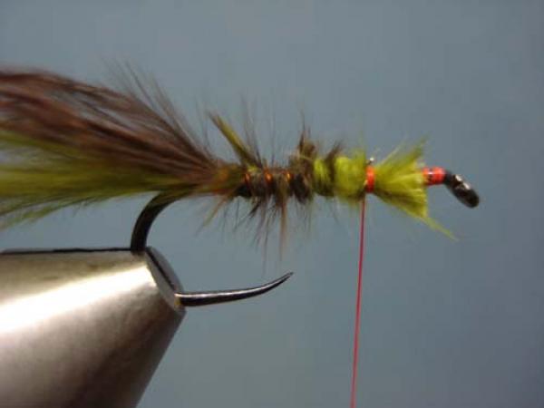 Little Pine Damsel