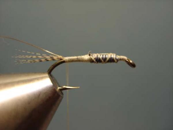 LW's Light Quill Sulphur