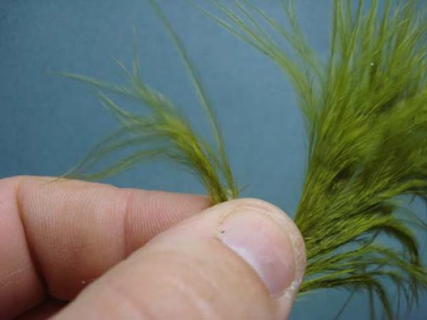 Little Pine Damsel
