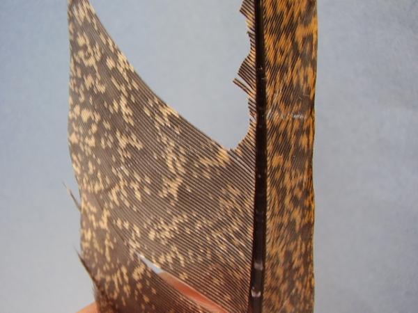 LW's Dark Quill Sulphur