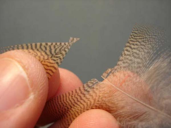 LW's Light Quill Sulphur