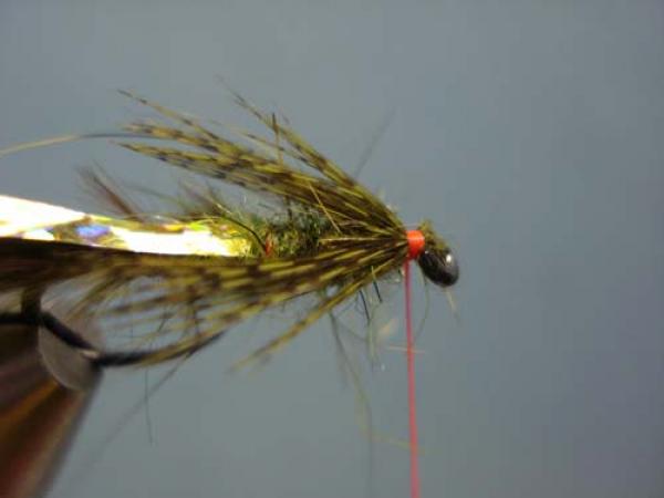 Little Pine Damsel