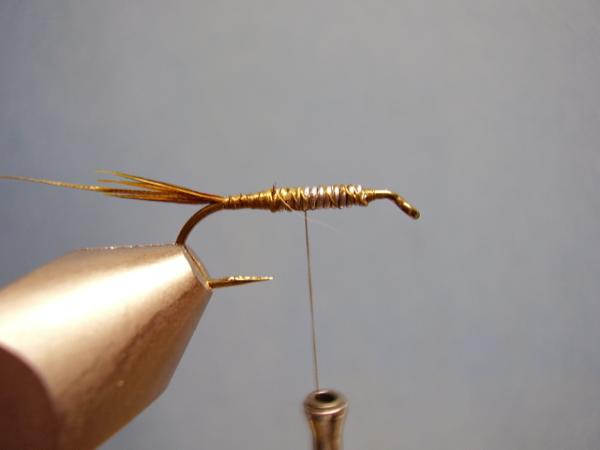 Olive Gold-Ribbed Hares Ear