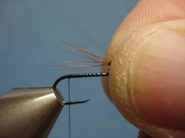 Pheasant Tail Cruncher