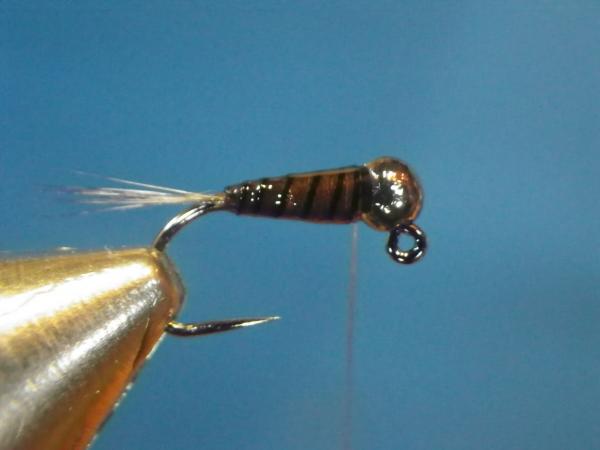 LW's Intestinal Bug