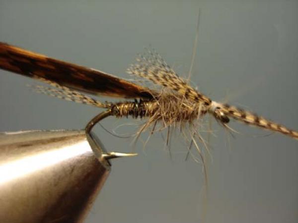 LW's Light Quill Sulphur