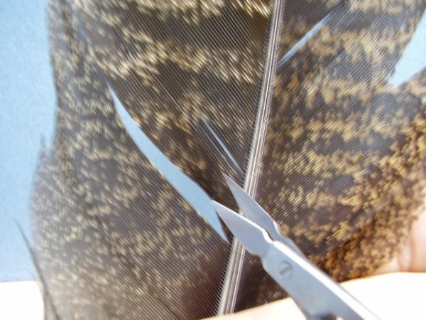 Olive Gold-Ribbed Hares Ear