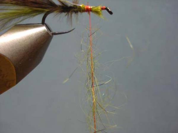 Little Pine Damsel