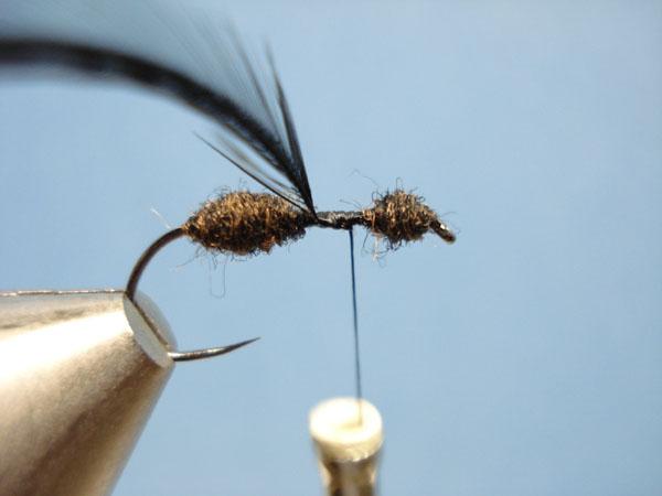 Black Fur Ant