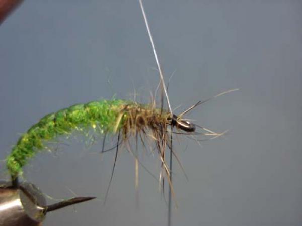 Rhyacophilia