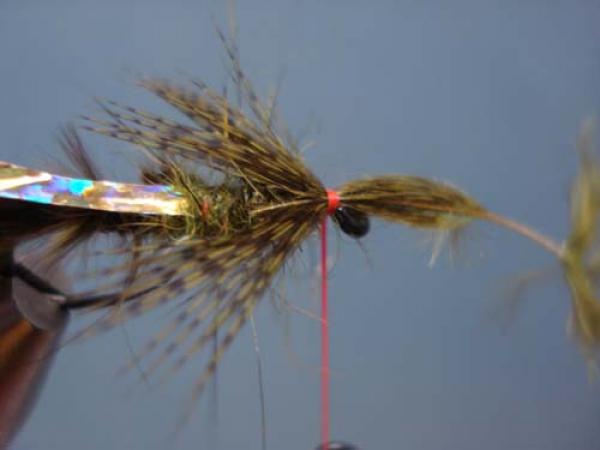 Little Pine Damsel