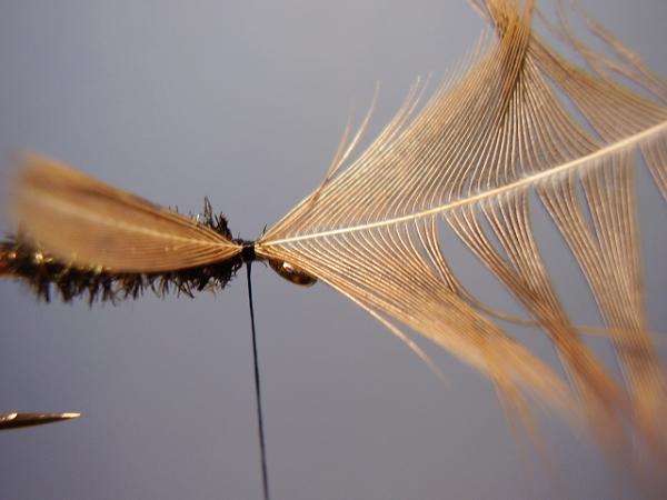 Leadwing Coachman