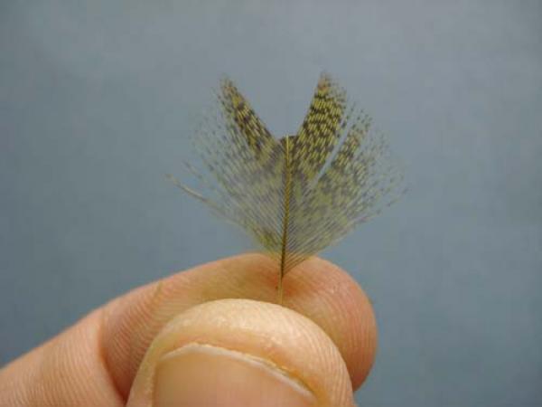 Little Pine Damsel