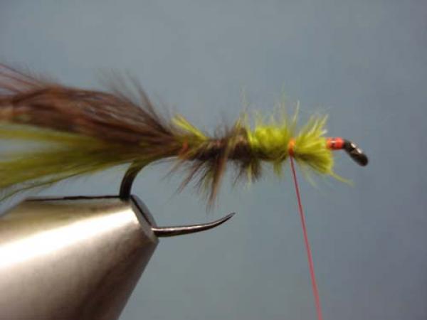 Little Pine Damsel