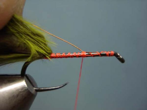 Little Pine Damsel