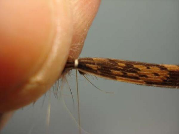 LW's Light Quill Sulphur