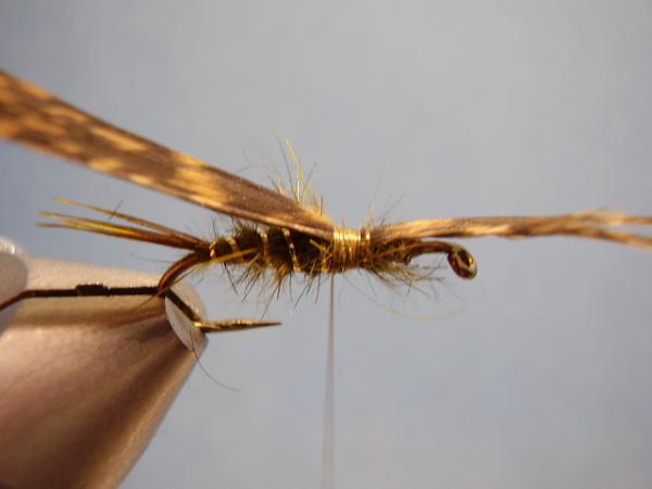 Olive Gold-Ribbed Hares Ear