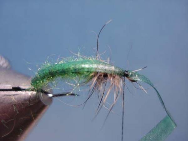 Rhyacophilia