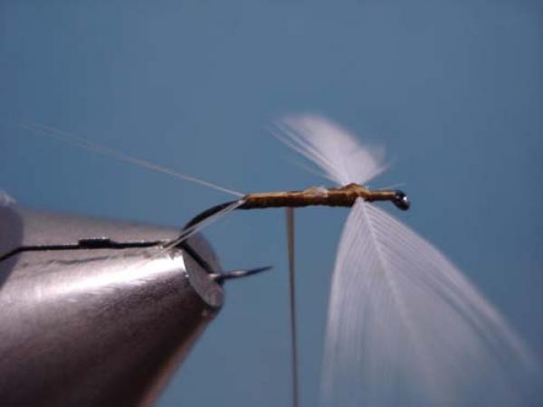 Hen Wing Sulphur Spinner
