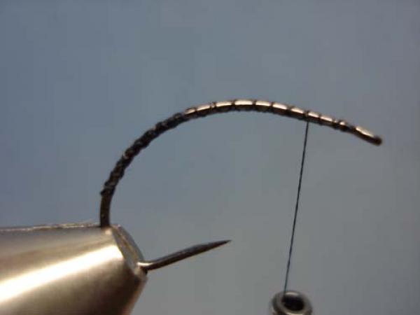 Rhyacophilia