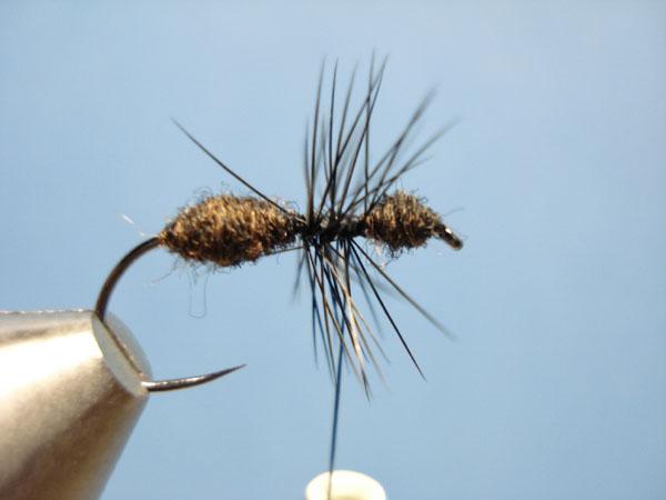 Black Fur Ant