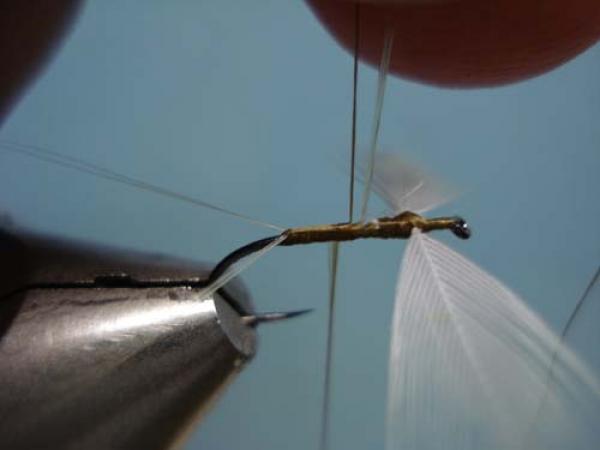 Hen Wing Sulphur Spinner