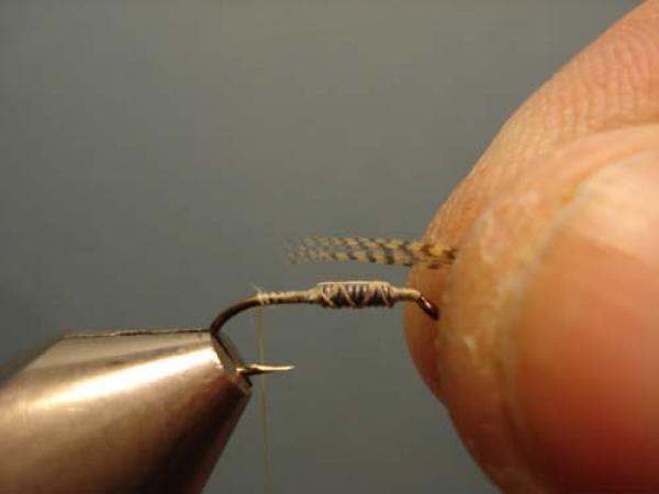 LW's Light Quill Sulphur