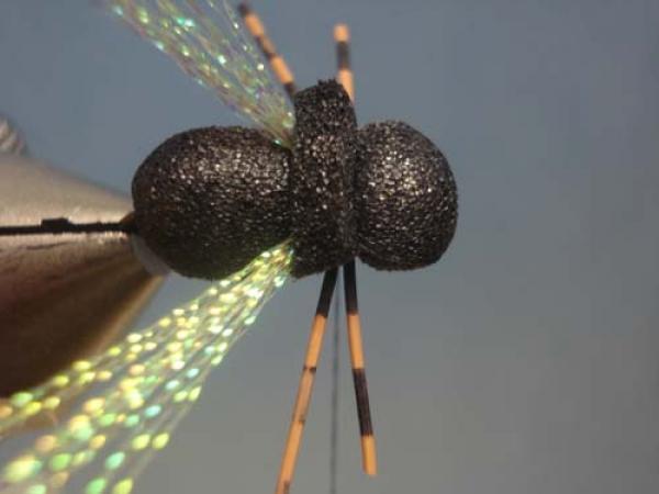 LW's Periodical Cicada