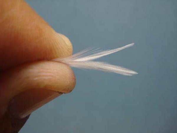 Hen Wing Sulphur Spinner