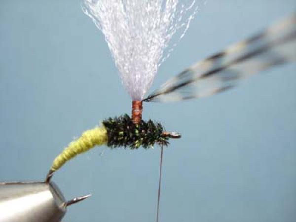 Olive Klinkhamer Special