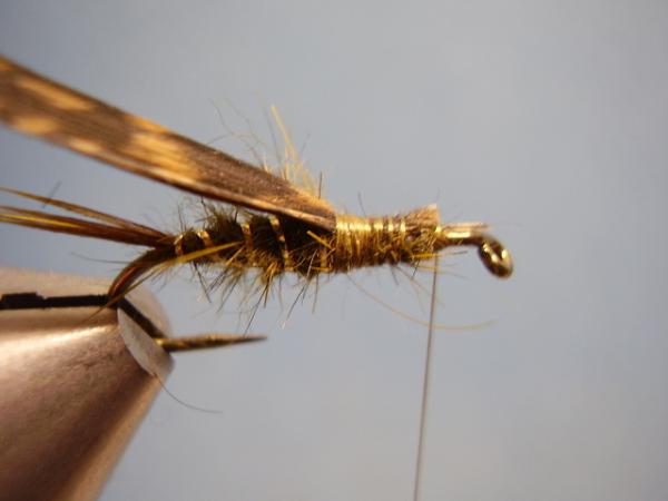 Olive Gold-Ribbed Hares Ear