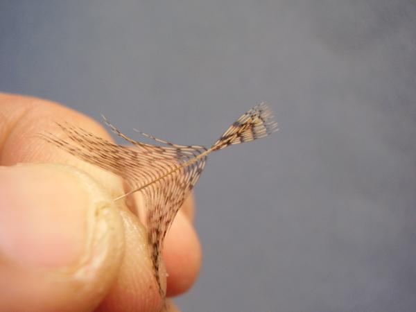 LW's Dark Quill Sulphur
