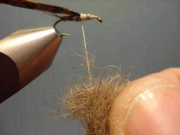 LW's Light Quill Sulphur