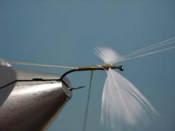 Hen Wing Sulphur Spinner