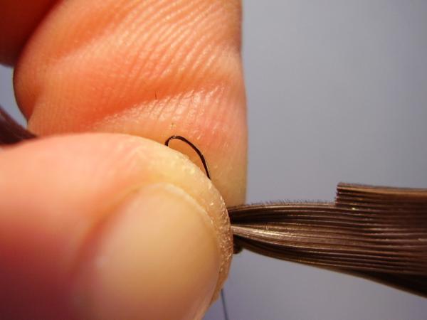 Leadwing Coachman