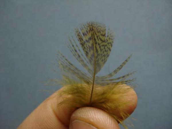 Little Pine Damsel