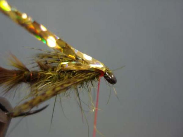 Little Pine Damsel