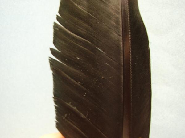LW's Dark Quill Sulphur