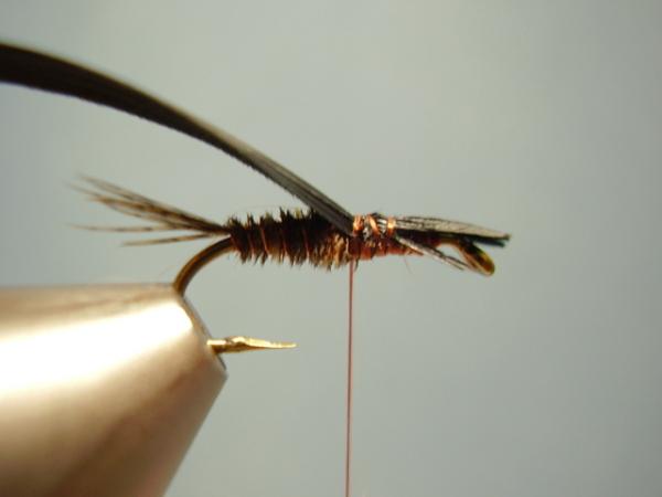 LW's Dark Quill Sulphur
