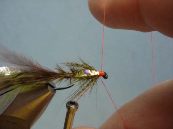 Little Pine Damsel
