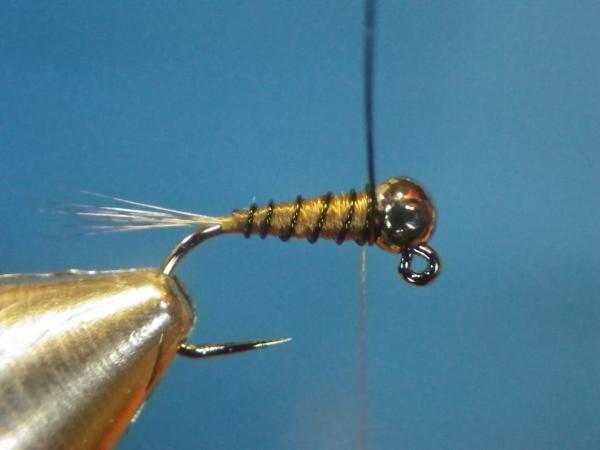 LW's Intestinal Bug